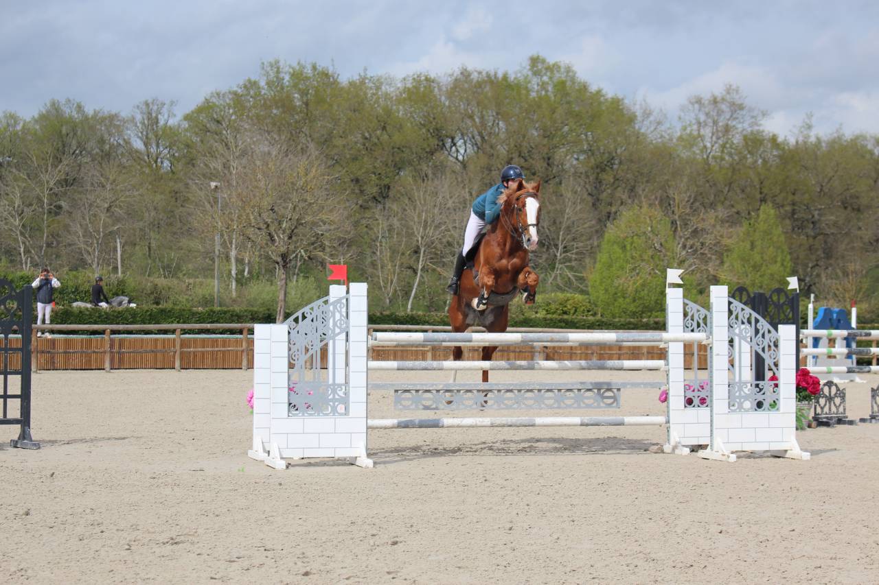 Saillies IAC Etalon approuvé Selle Francais crin lavés 