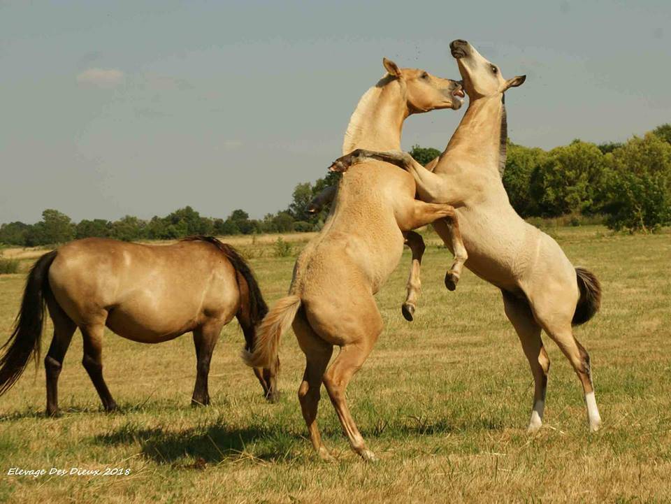 ICE DREAM ONE Etalon QUARTER HORSE de robe Crème 