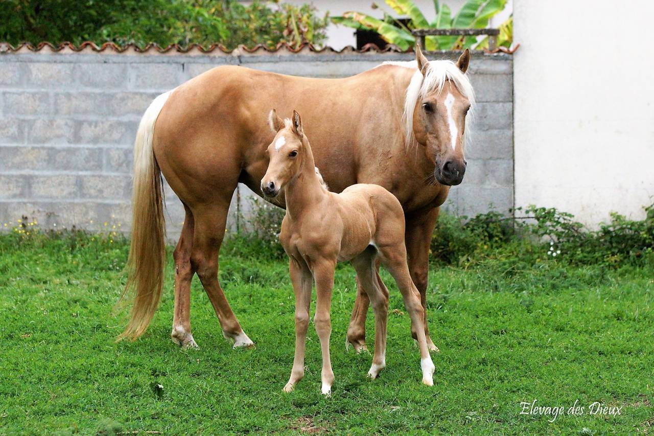 ICE DREAM ONE Etalon QUARTER HORSE de robe Crème 