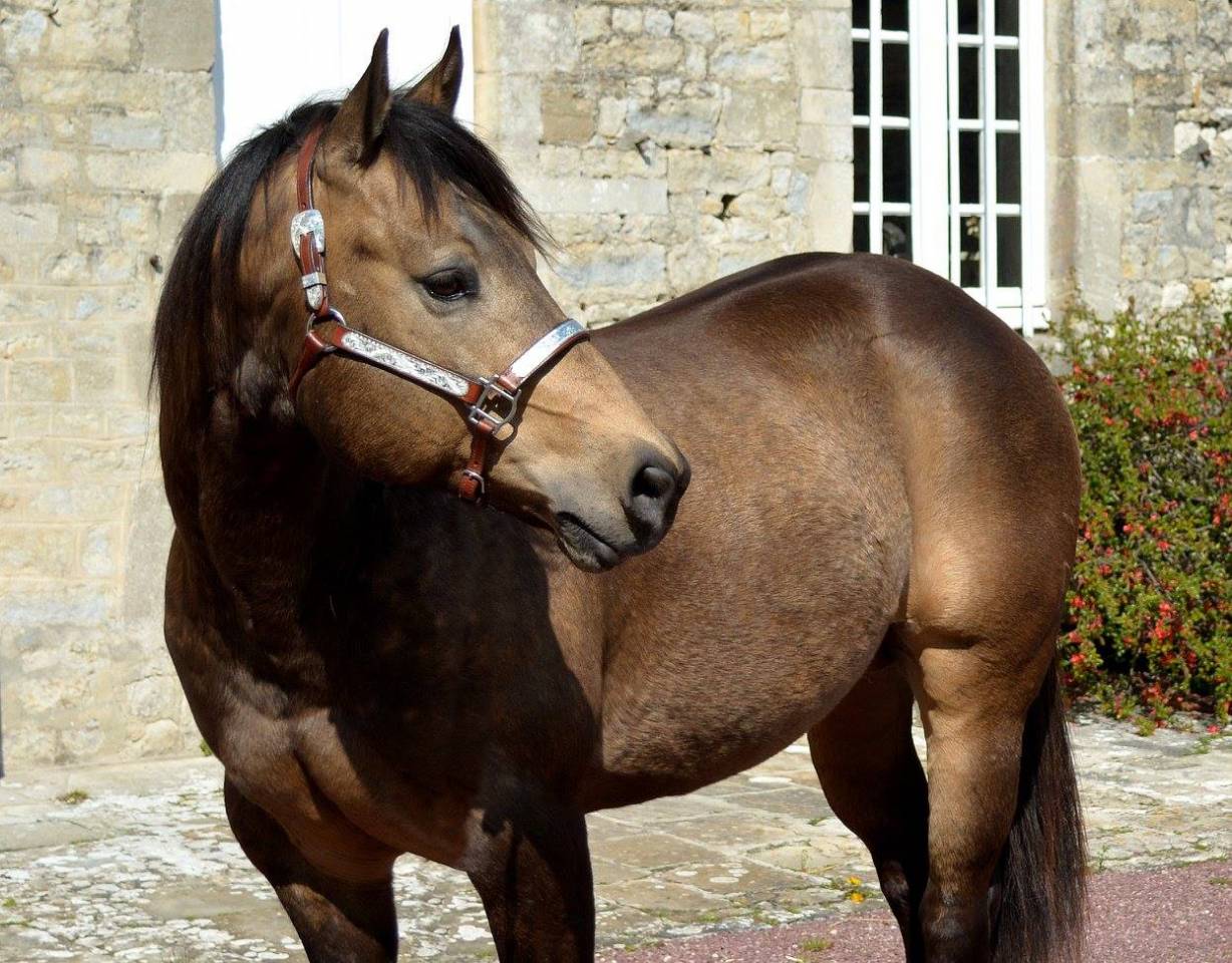 Etalon Quarter Horse Fondation Wimpys Little Step !