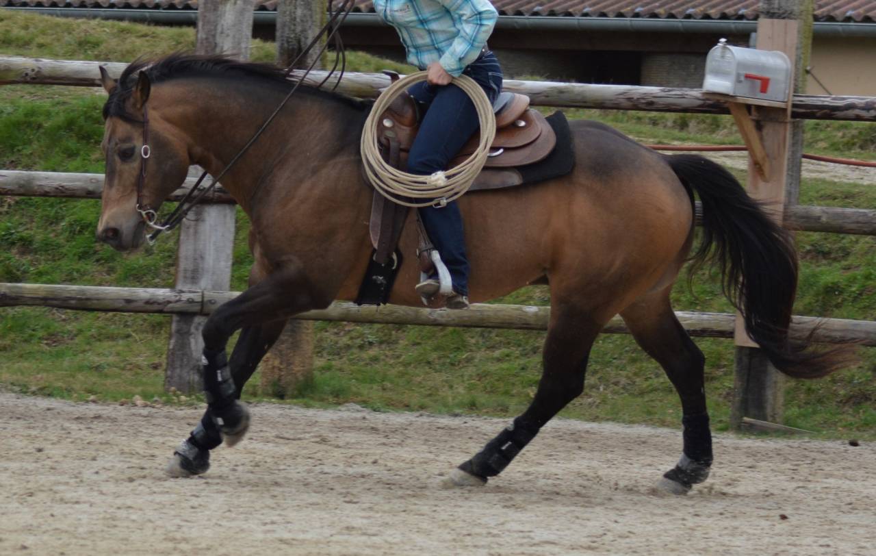 Etalon Quarter Horse Fondation Wimpys Little Step !