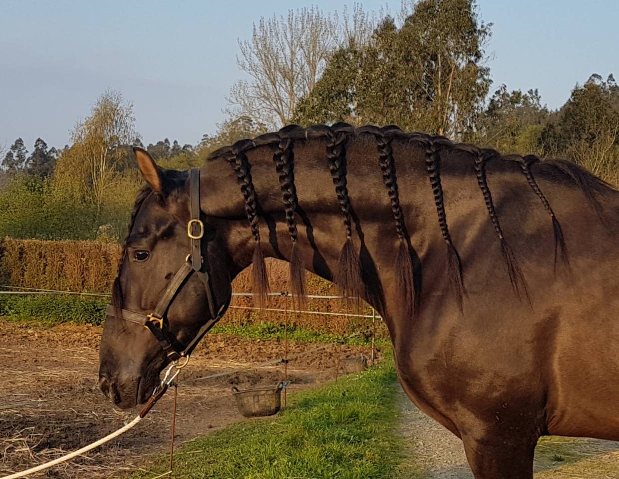 CV AMARANTTO  - PRE Pure Race Espagnole 2016 par Cornetín