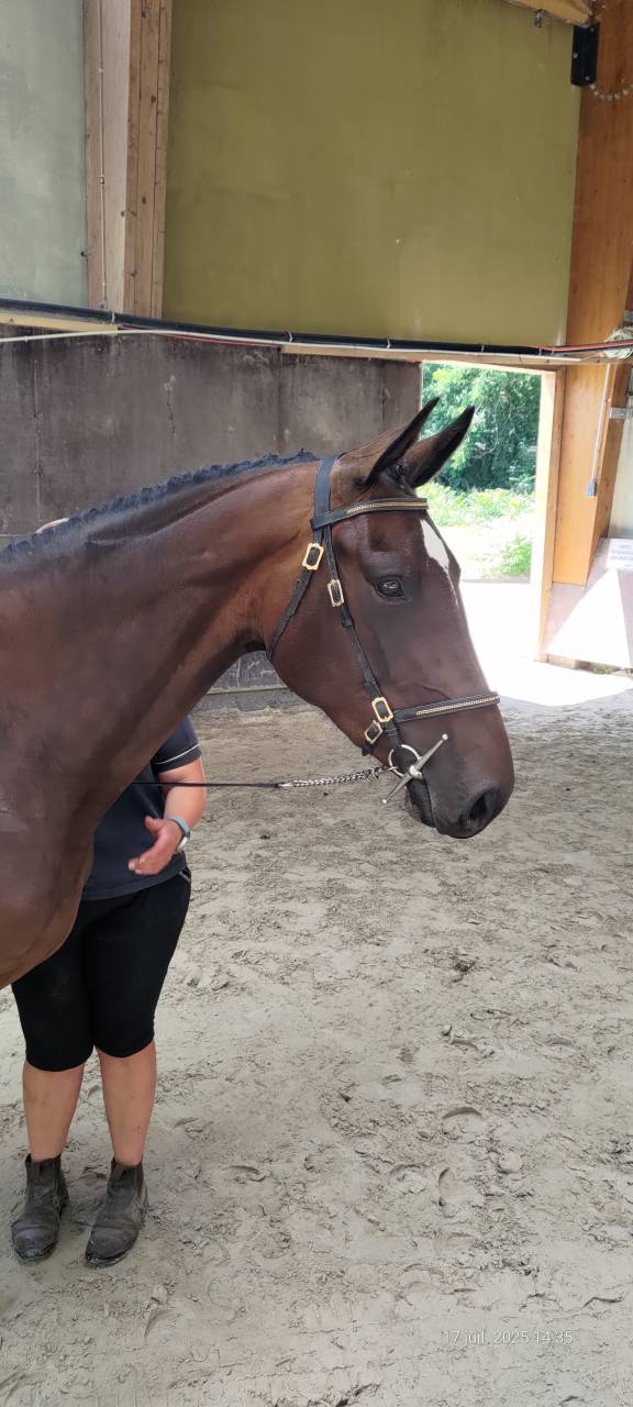 Pouliche SF 3ans par Andiamo Semilly 