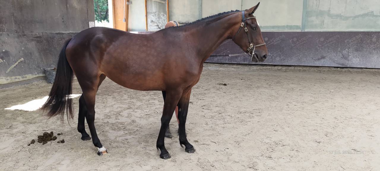 Pouliche SF 3ans par Andiamo Semilly 