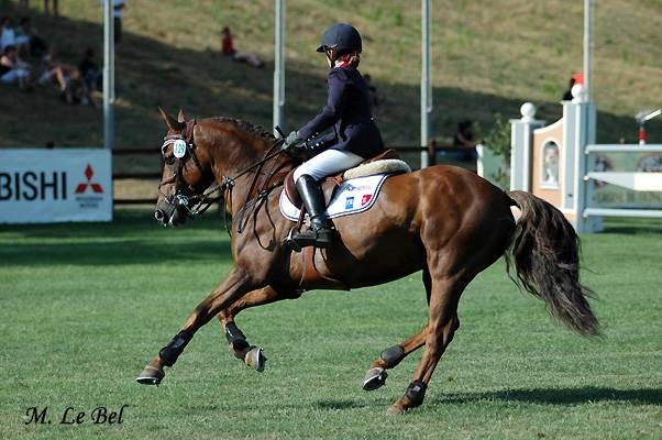 SAILLIE D'UN ETALON, PERFORMER INTERNATIONAL 