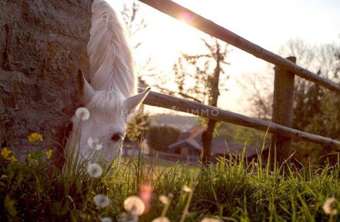 Complexe équestre très récent, idéal investisseur