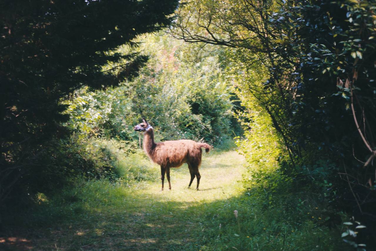 hébergement dans un tipi avec votre cheval