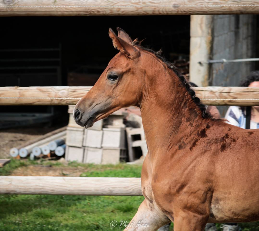Uncognito bois margot 