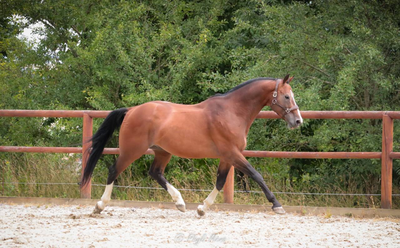 Uncognito bois margot 