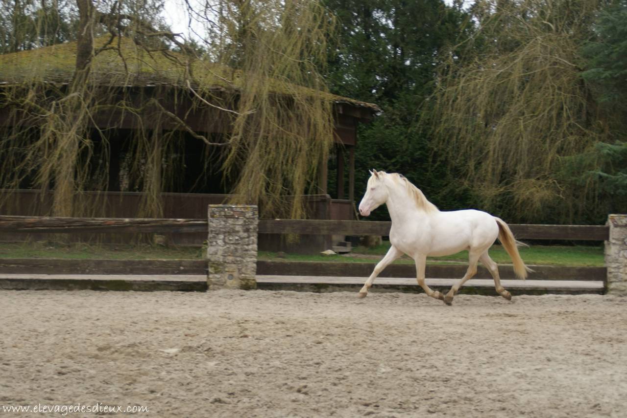  PRESIDENTE DE JARAMA PRE robe Crème 1M70 