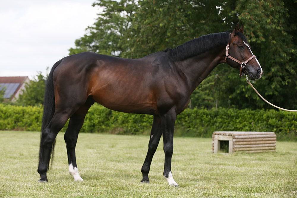 Quel Homme de Hus - 2006 - Bai - 1M66 - SF