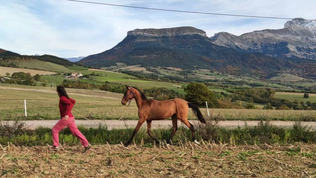 Jennet, ma gazelle des steppes turkmènes !