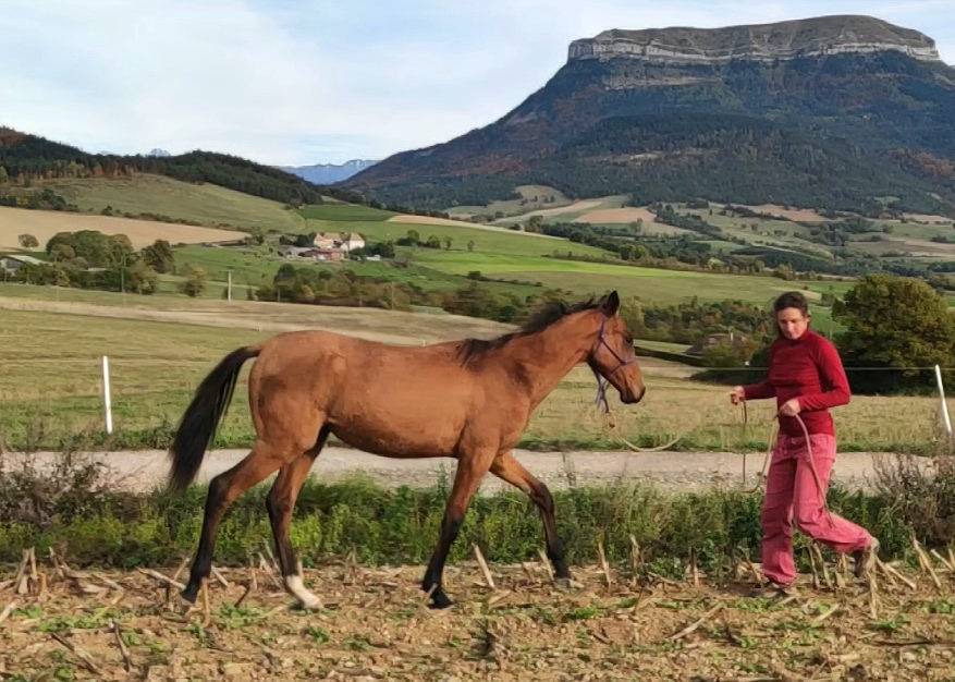 Jennet, ma gazelle des steppes turkmènes !