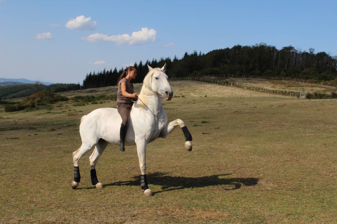Apprentissage : Animateur d'équitation