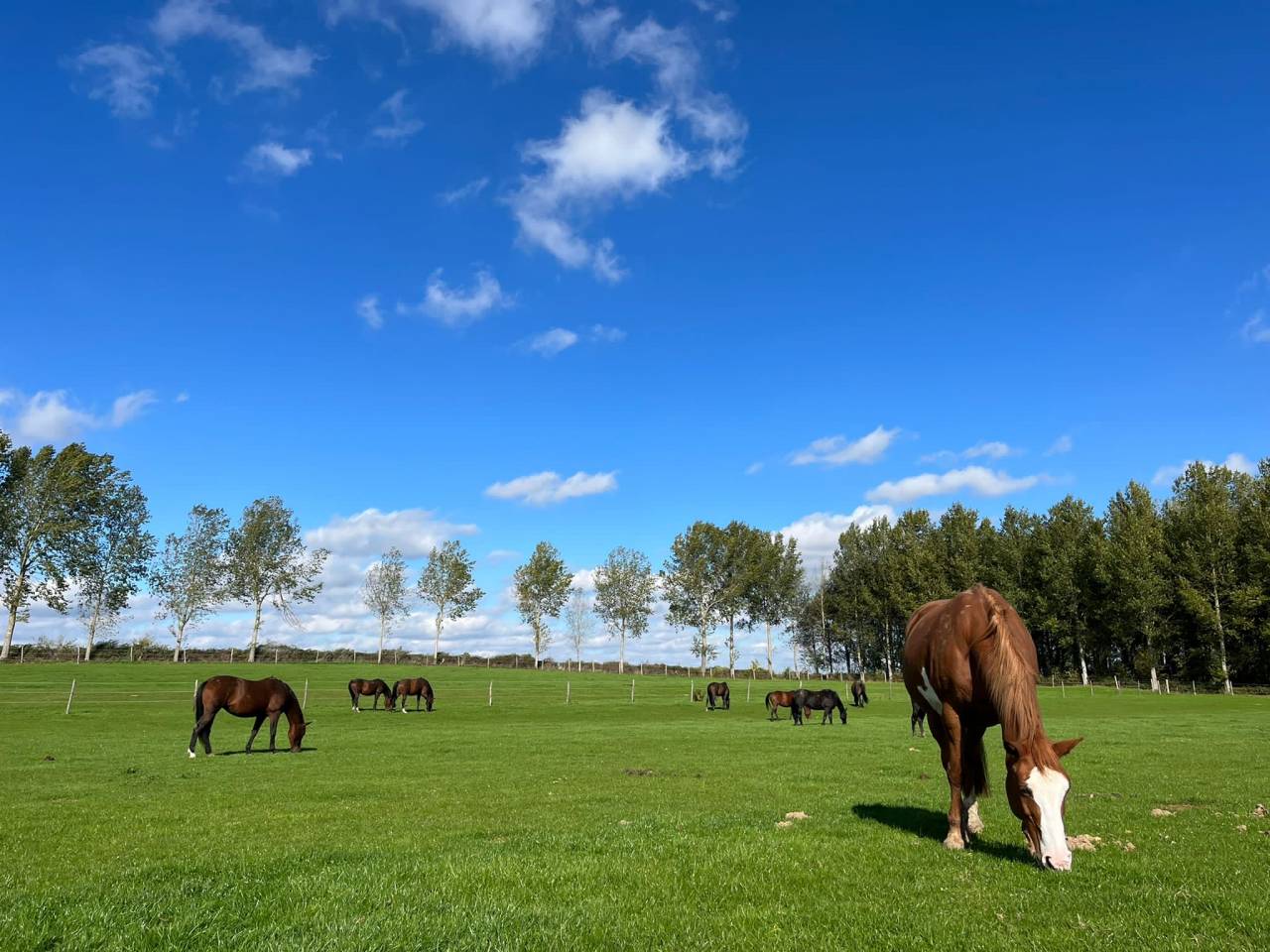 Pension complète en prairie avec infrastructures