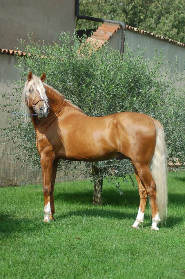 KILATE XXXVI - Pur Sang 2011 par LUCIDO XIV