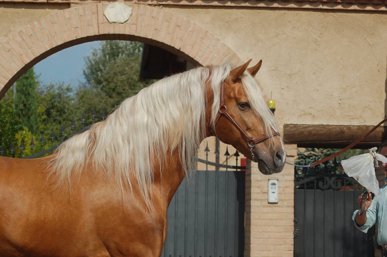 KILATE XXXVI - Pur Sang 2011 par LUCIDO XIV