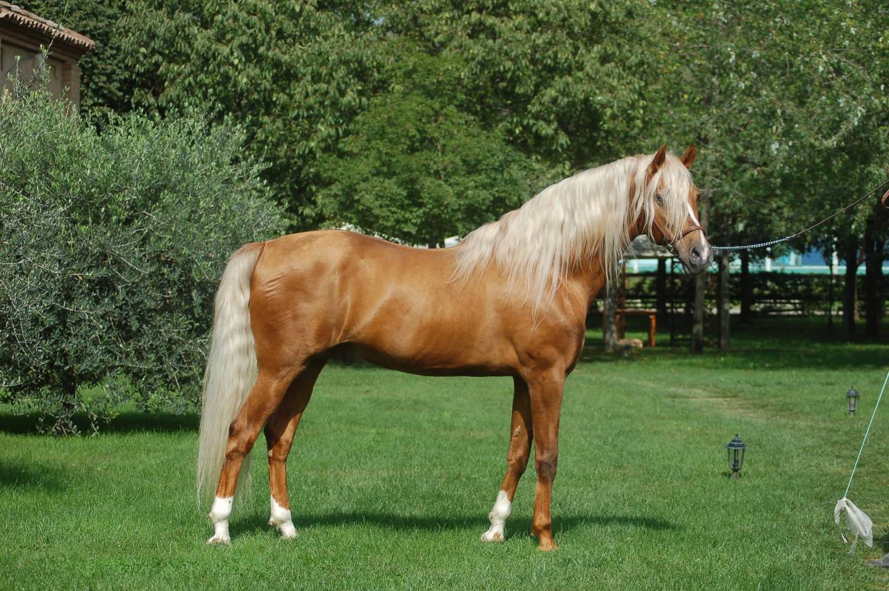 KILATE XXXVI - Pur Sang 2011 par LUCIDO XIV