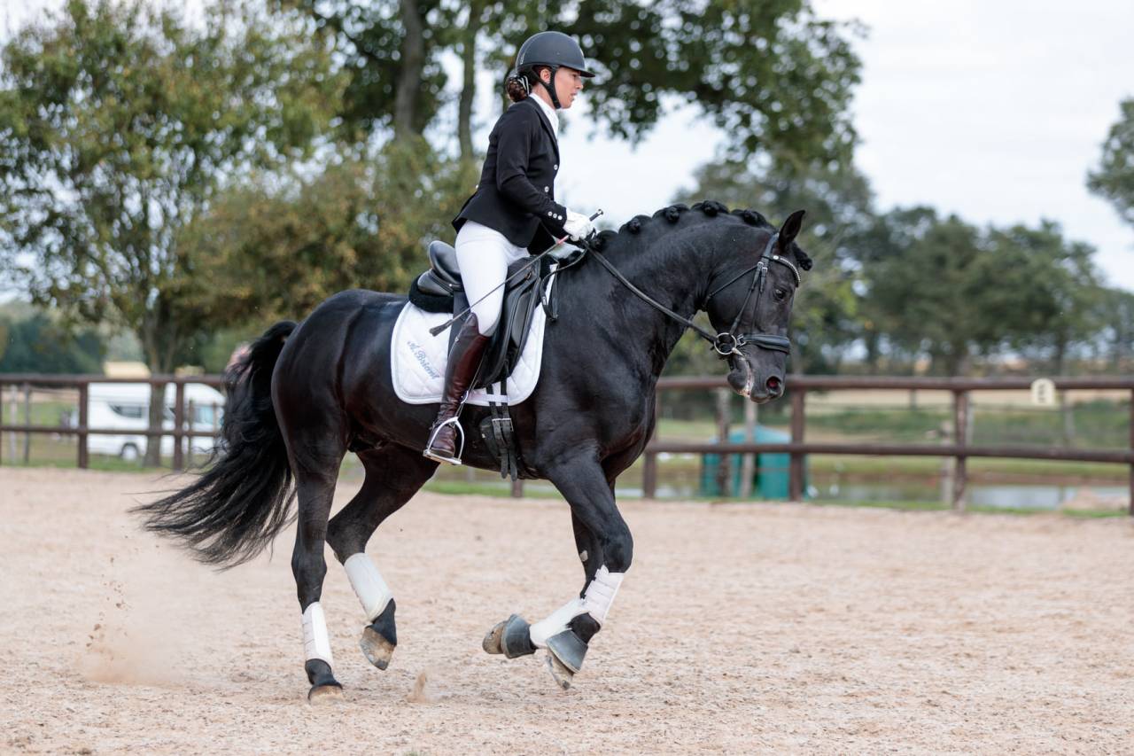 Superbe entier arabo-frison plein papier pour saillie