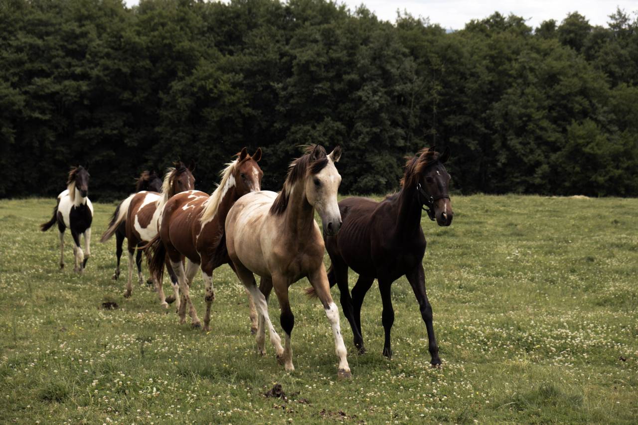 AMERICAN AZTECA HORSE