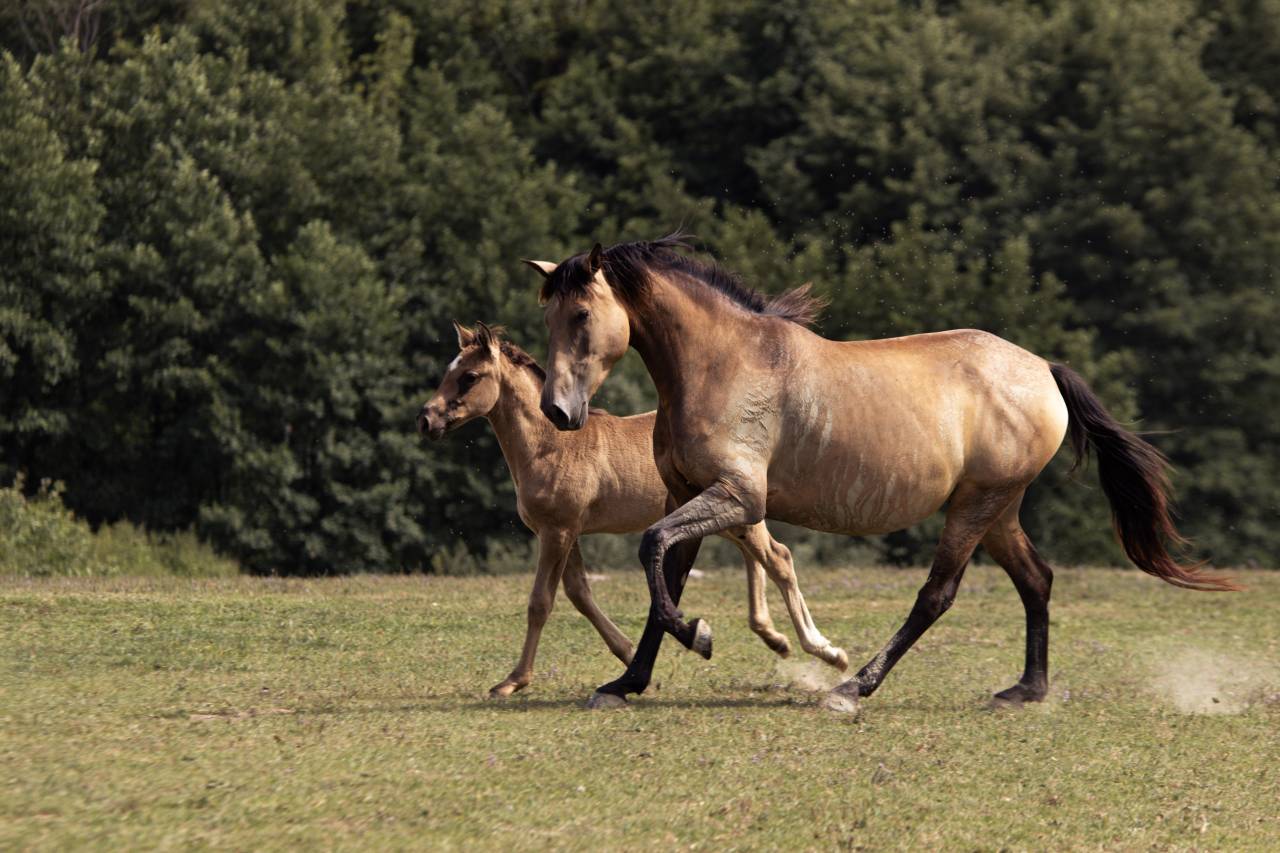 AMERICAN AZTECA HORSE
