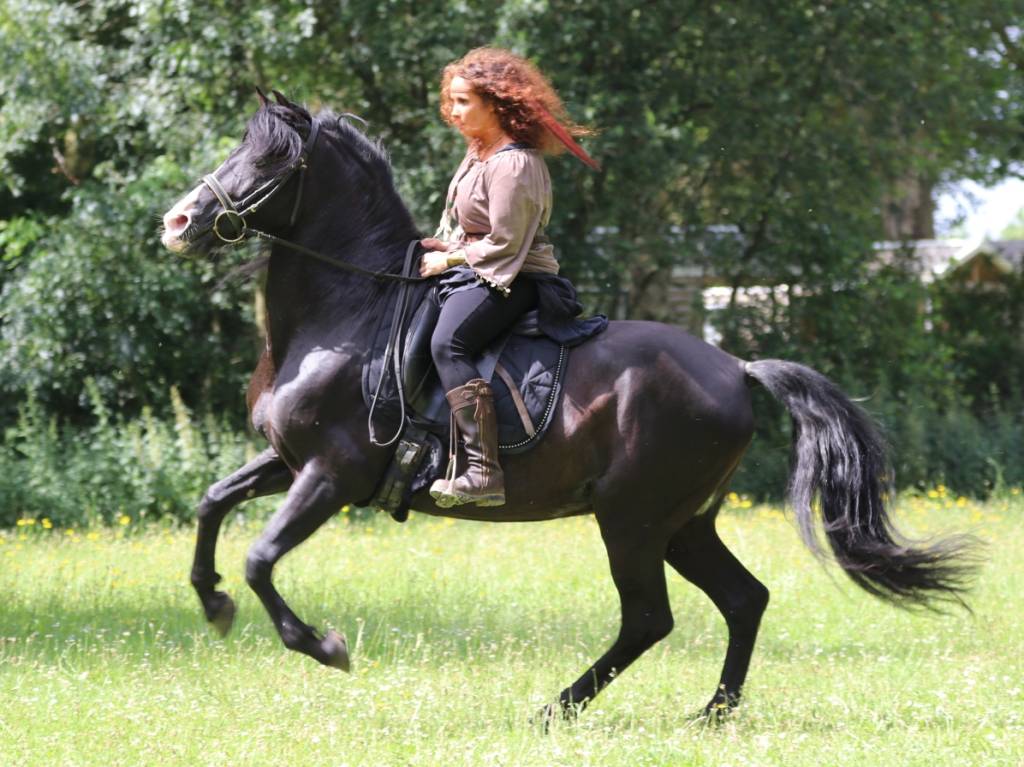 Saillie étalon spectacle PRE PP noir  PUNTEADO II 