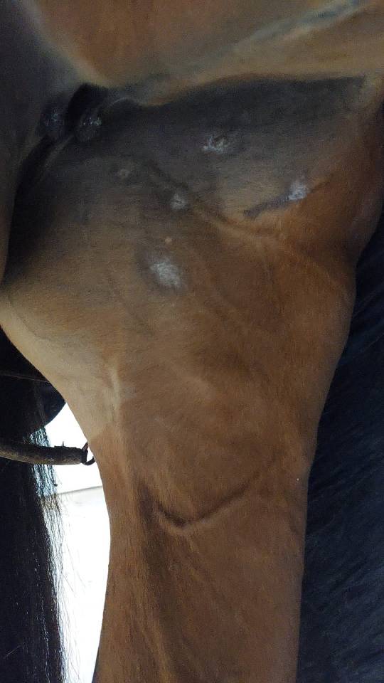 Jument AES Anglo European Studbook A vendre 2016 Bai par CLOUD NINE