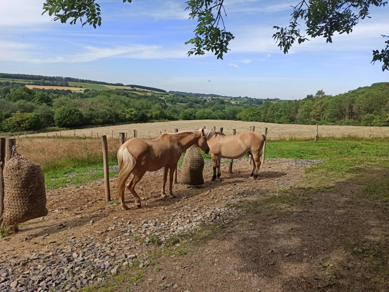 Ecurie privée - Pensions - Equi-pistes - Foin à volonté