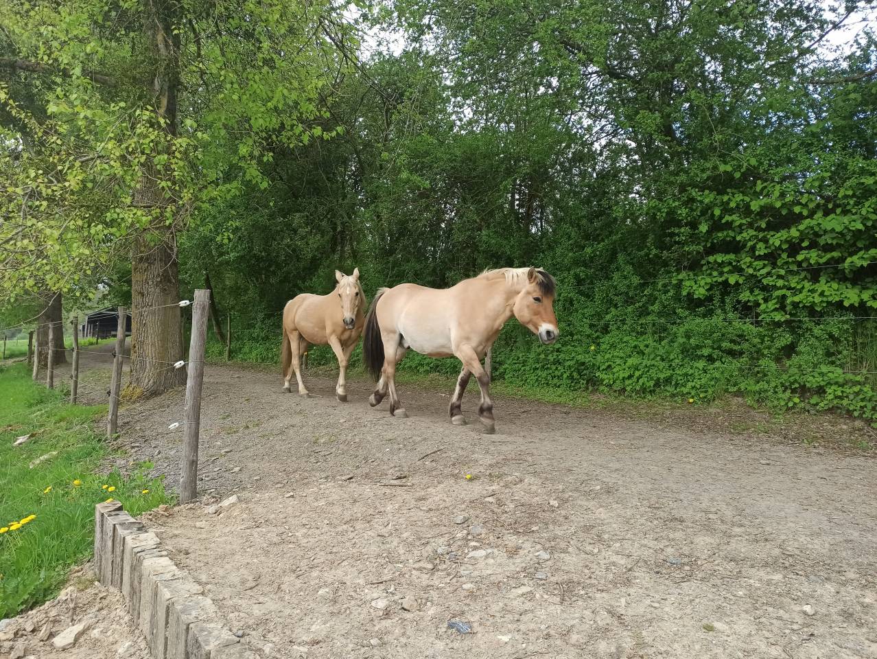 Ecurie privée - Pensions - Equi-pistes - Foin à volonté