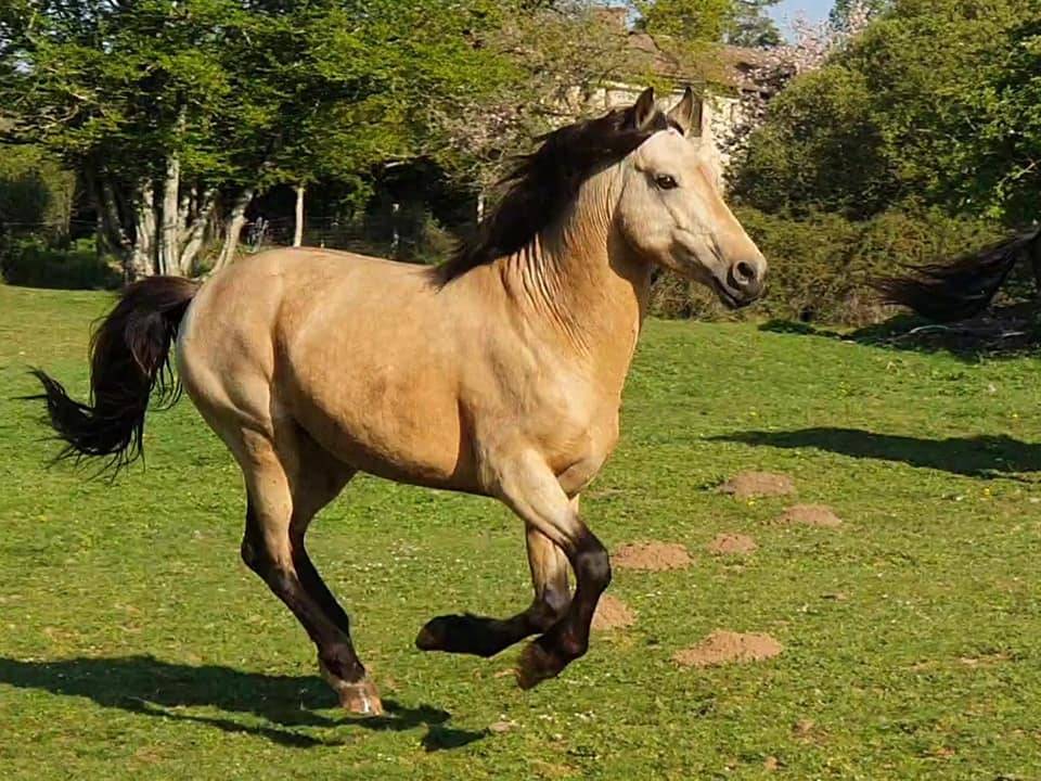 EUCHORTHIPUS ARQUETAN