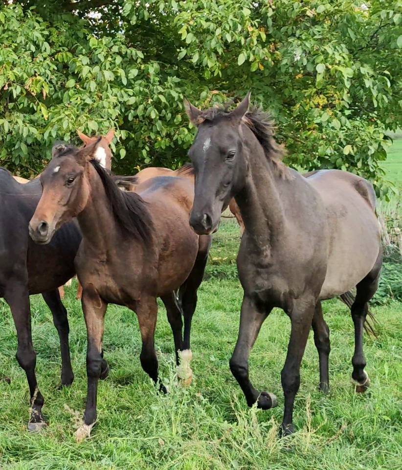 Setareh, toute de grâce et de gentillesse !