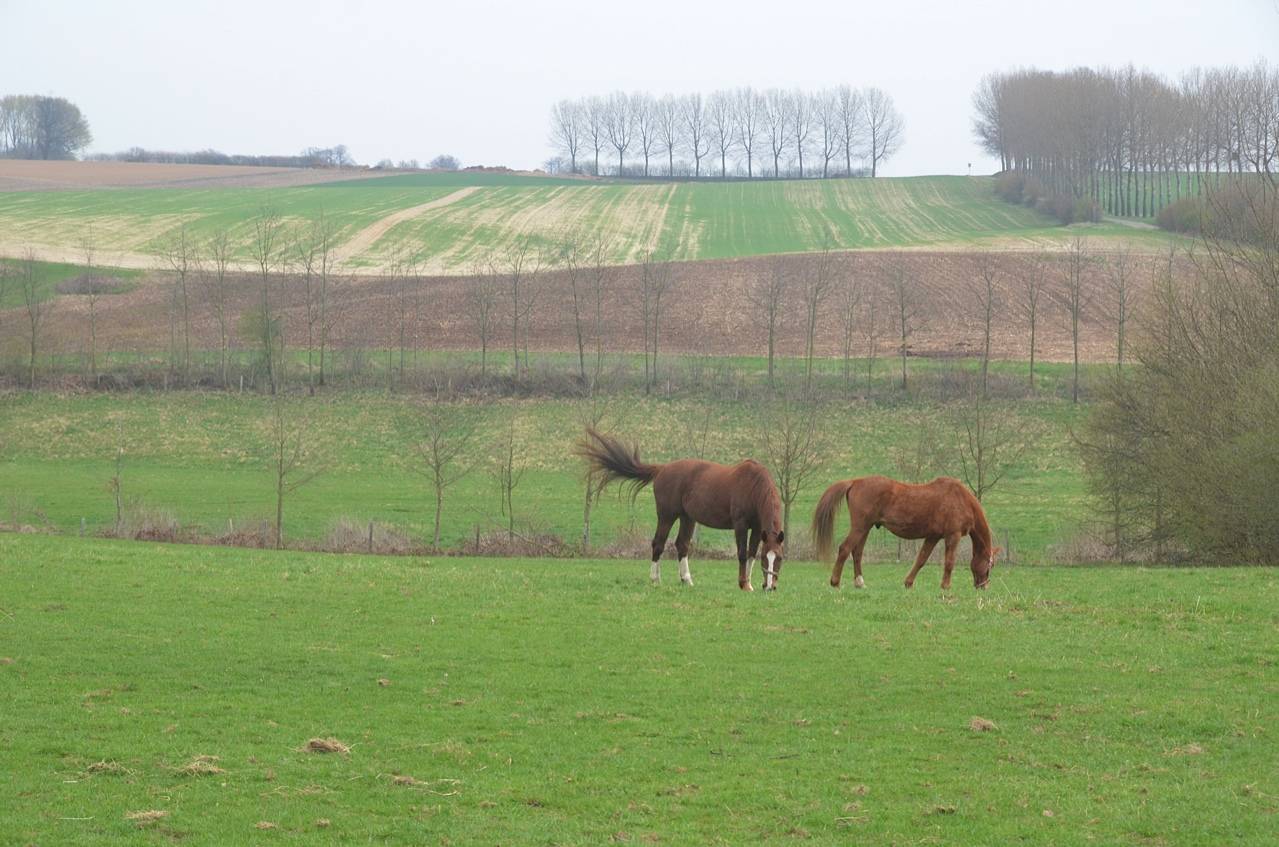 Ecurie privee pension box prairie