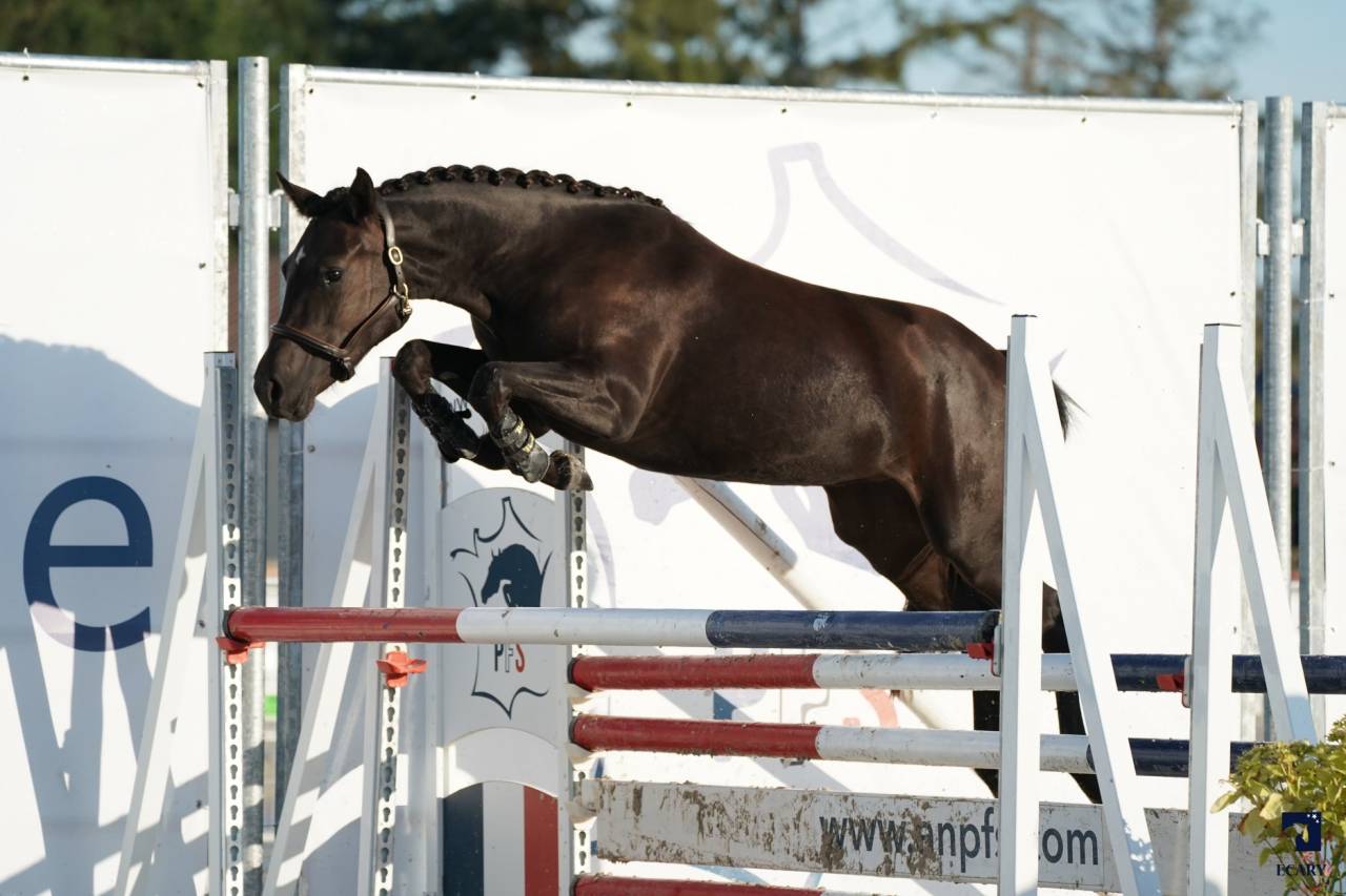Komilfo love de Cé - étalon CSO et Mental pour enfants