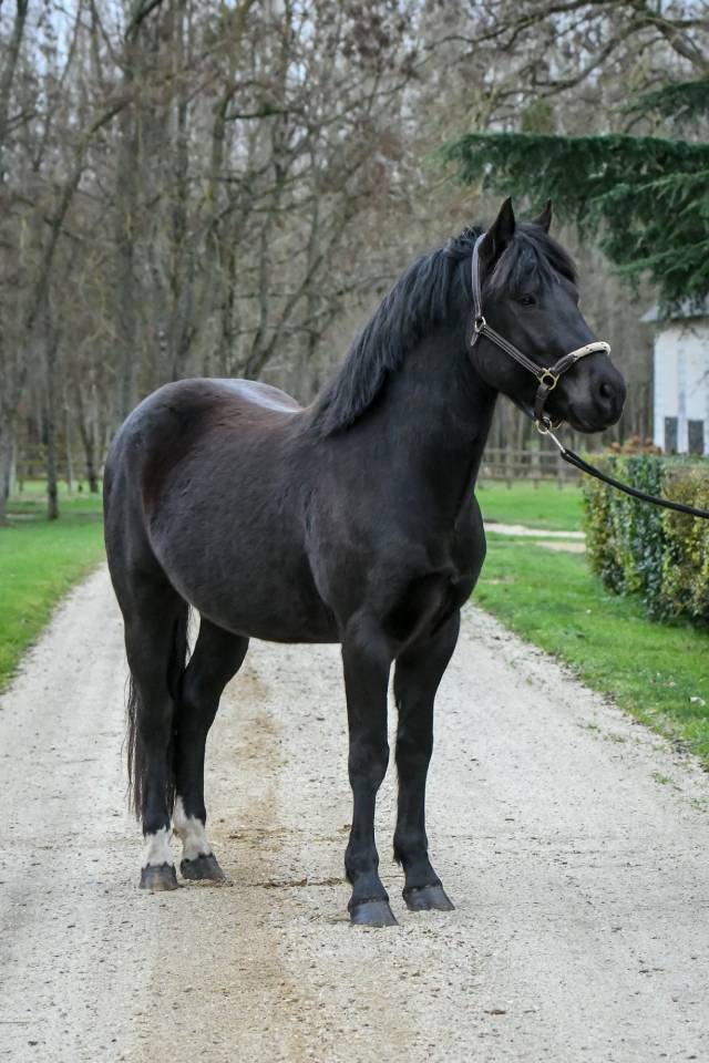 Komilfo love de Cé - étalon CSO et Mental pour enfants