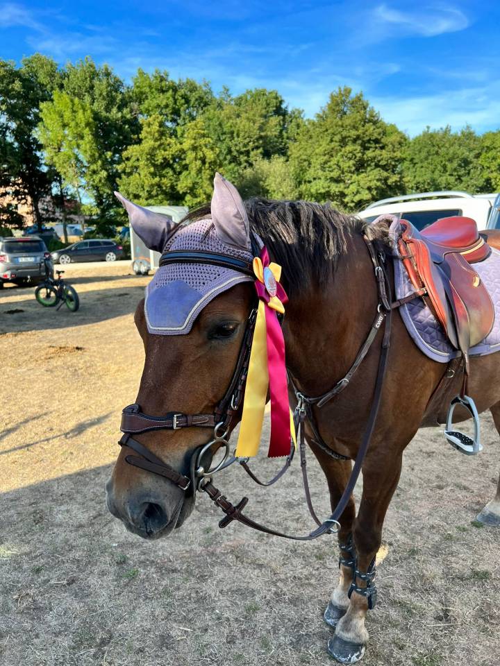 Poney a vendre as2 cso 