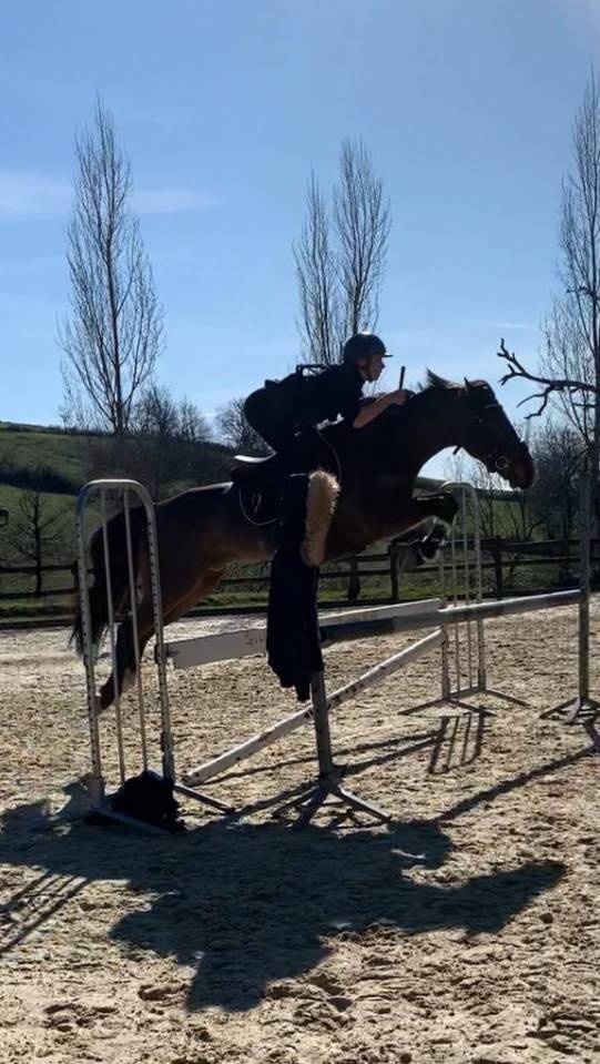 Poney Français de Selle