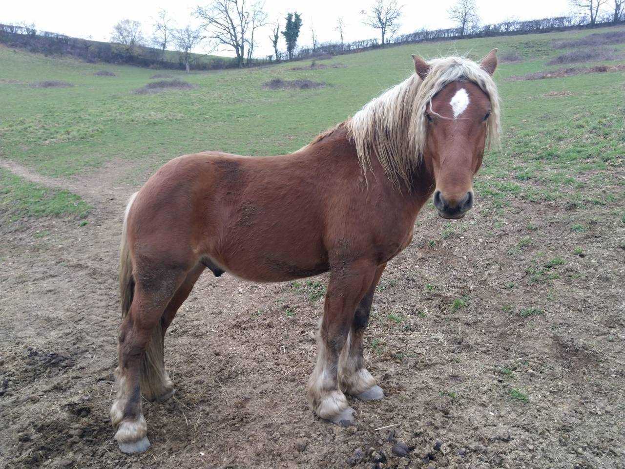 KASPER Mâle Comtois Pleins papiers