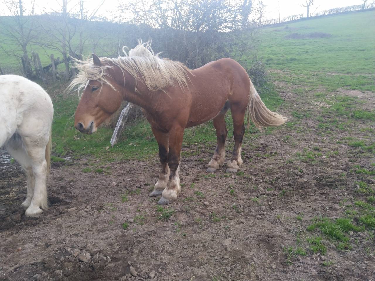 KASPER Mâle Comtois Pleins papiers