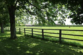 Haras 63 HA - RÉGION ARGENTAN - LE HARAS DU PIN