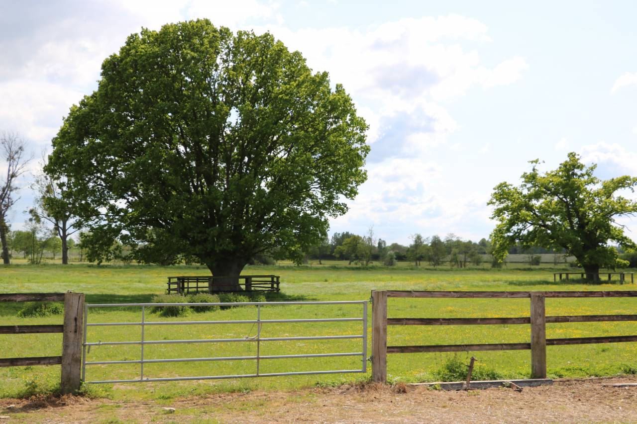 Haras 63 HA - RÉGION ARGENTAN - LE HARAS DU PIN
