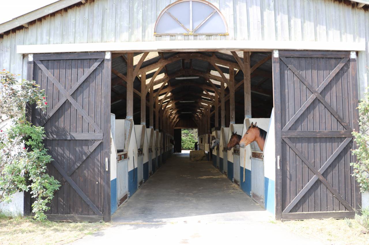 Haras 63 HA - RÉGION ARGENTAN - LE HARAS DU PIN