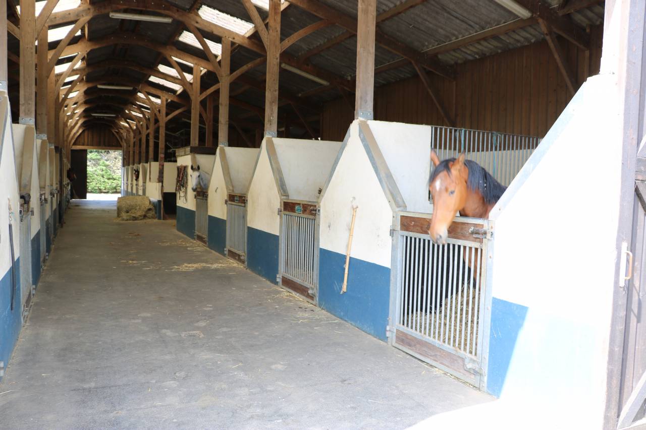 Haras 63 HA - RÉGION ARGENTAN - LE HARAS DU PIN