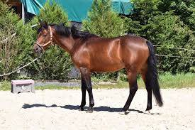 Etalon PFS najisco d'haryns IAC