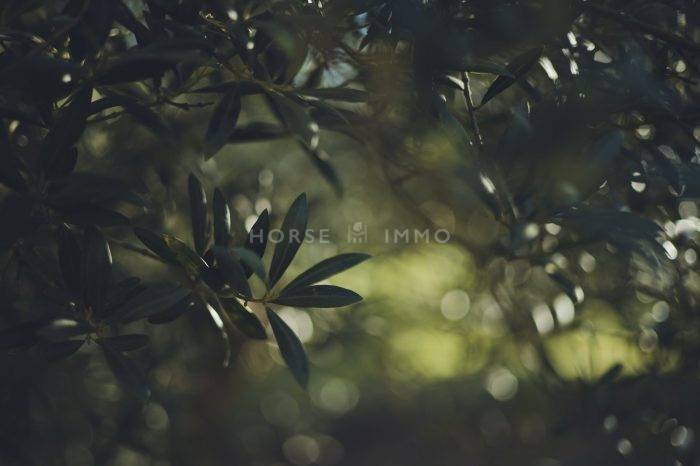 Splendide domaine provençal avec dépendances équestres