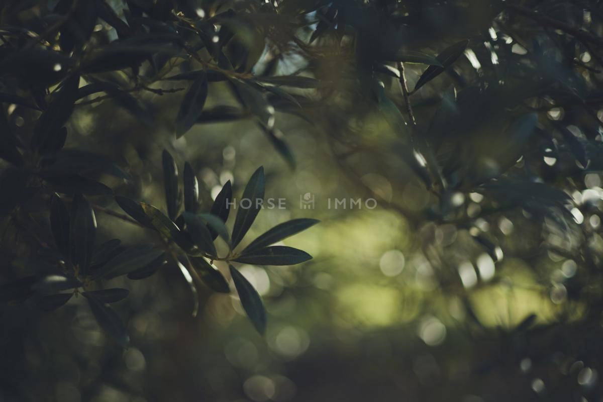 Splendide domaine proven&ccedil;al avec d&eacute;pendances &eacute;questres