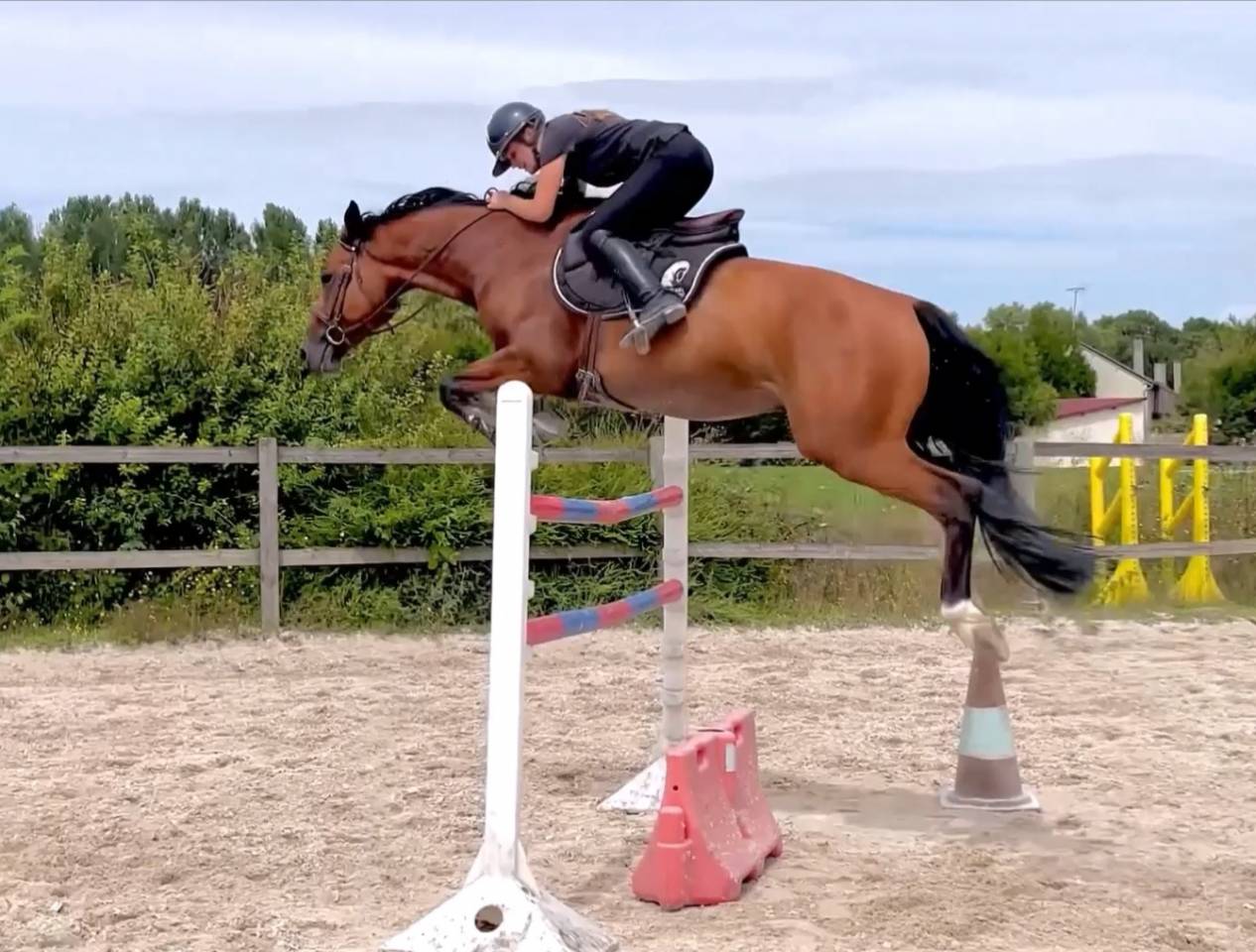 Superbe Hongre 6 ans - potentiel AMATEUR ELITE / 135 