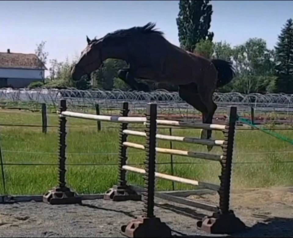 Superbe Hongre 6 ans - potentiel AMATEUR ELITE / 135 