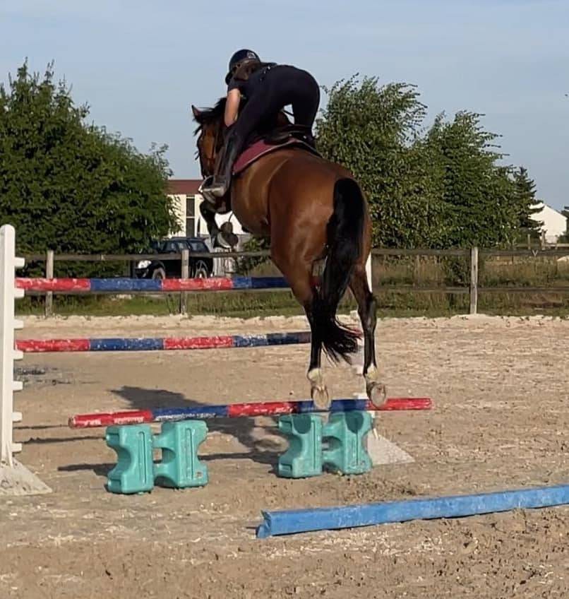 Superbe Hongre 6 ans - potentiel AMATEUR ELITE / 135 