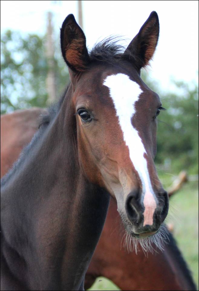 FOAL EXCEL ORIGINES - QUEL HOMME DE HUS -MERE ISO141