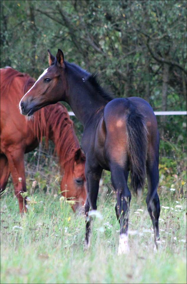 FOAL EXCEL ORIGINES - QUEL HOMME DE HUS -MERE ISO141